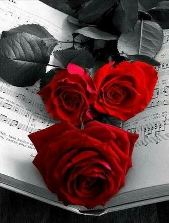 Mind Blowing HD Red Rose Wallpaper Allfreshwallpaper