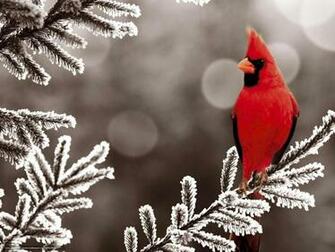 Wallpaper Red Bird Angry Snow Desktop In