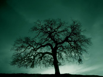 Black And White Tree Hill Wallpaper The Long Goodbye