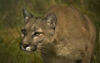 Cougar Wallpaper