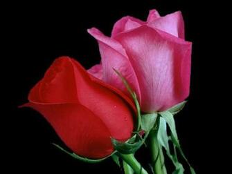 Full Screen Most Romantic Red Roses Wallpaper Background