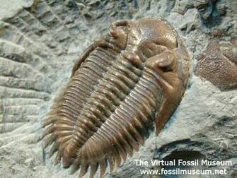 Greenops Trilobite Canada