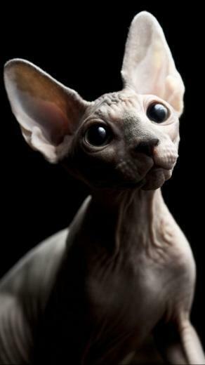 Animal Sphynx Cat Wallpaper Id