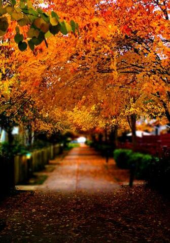 Go Back Gallery For Background Fall