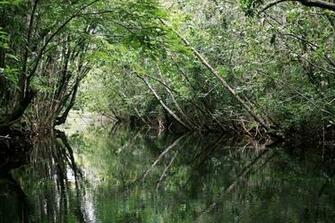 Amazon Rainforest Wallpaper