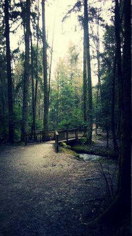 Nature Forest Peaceful Wallpaper HD Desktop And Mobile