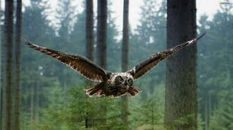 Owl Wallpaper Photo Desktop