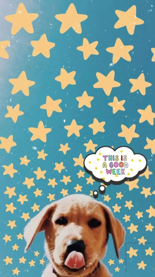 Dog Summer Wallpaper Puppy Cute Breeds Small