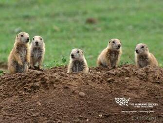 Prairie Dog Wallpaper Image The Humane Society Of United States