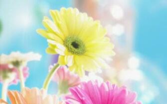 Gerbera Daisy Clip Art S Background Wallpaper