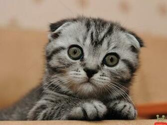 Cute Cat HD Funny Animal Wallpaper 1080p Background