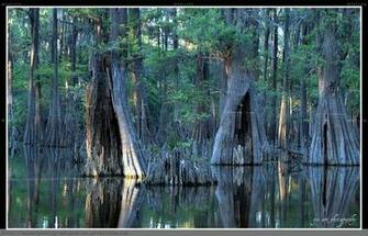 Swamp Scenes Related Keywords Suggestions Long Tail