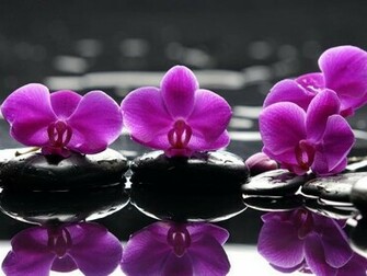 Purple Orchids Wallpaper Reflection