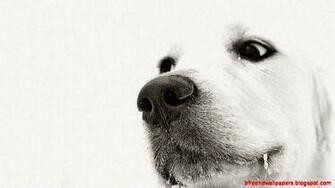 White Dog Winter HD Desktop Wallpaper High Definition