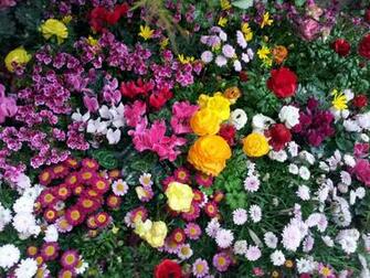 Wallpaper Flowers Flowerbed Flora HD Background