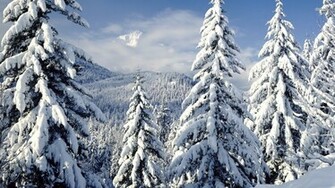 Snowy Trees Wallpaper
