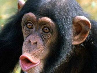 Chimpanzee Wallpaper X Net