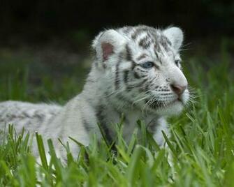 White Tigers Cubs Wallpaper Image