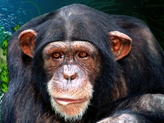 Monkey HD Wallpaper Computer S