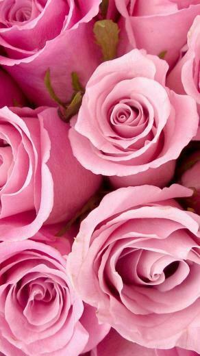 iPhone Wallpaper Nature Flowers Plus