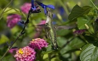 Hummingbird Screensavers Car Tuning