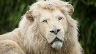 White Lion Wallpaper