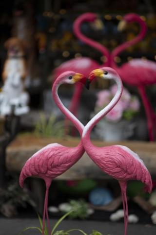 Love Birds Pictures Image
