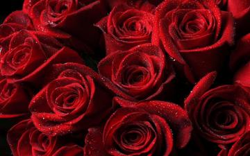 Rose Laptop Wallpaper 4k HD Background On