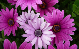 Floral Desktop Wallpaper