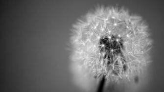 Wallpaper Dandelion Fluff Seeds Black And White HD