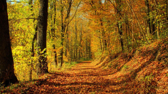 A Stunning Golden Landscape During The Perfect Fall Season Wallpaper