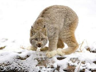 Canadian Lynx Wallpaper Big Cats Animals In Jpg Format