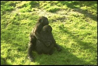 Gorilla6
