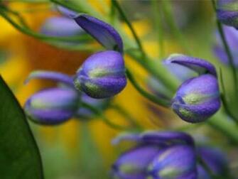 Mother S Day Flower Screensaver