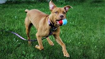 Pets For Adoption At Bucks County Spca Upper Shelter In