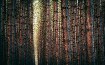 Winter Season Trees Yellow Forest Orange Gray Brown Pine Wallpaper