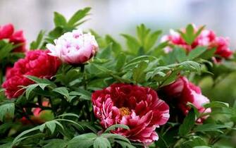 Peony Wallpaper Net