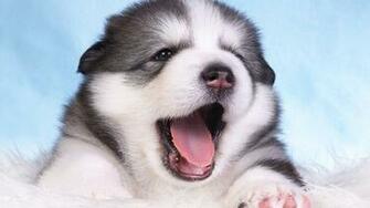 Alaskan Malamute Wallpaper Widescreen HD Wallpaper13