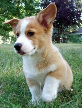 Pembroke Welsh Corgi Puppy Pictures