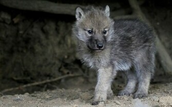 Wolf Wallpaper And