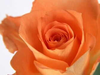 Single Flower Wallpaper