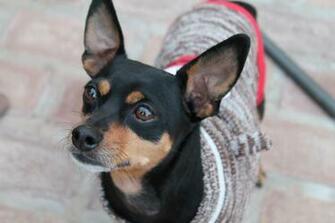 Pics Photos Miniature Pinscher Min Pin Wallpaper
