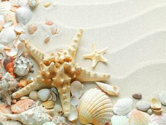 Seashells HD Wallpaper