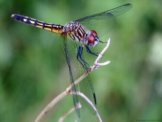 Dragonfly Wallpaper