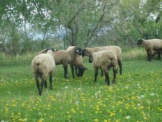 Suffolk Sheep Desktop Background Hivewallpaper