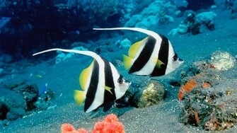 Beautiful Sea Fish HD Wallpaper High Definition iPhone