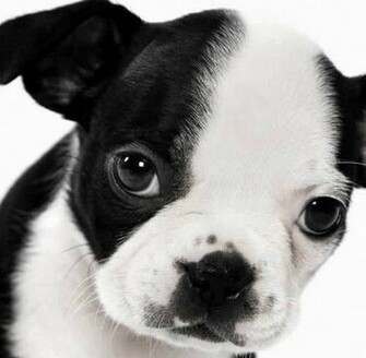 Boston Terrier Wallpaper