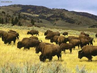 Yellowstone National Park A Hotspot Amongst The Tourists