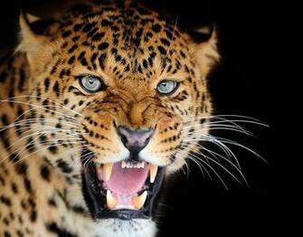 Wallpaper Leopard Big Cats Roar Whiskers Snout Glance Animals