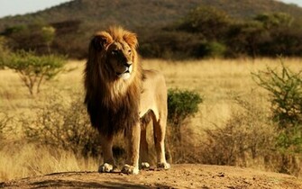 Mac Os X Lion Ps3 Wallpaper 1080p HD Background